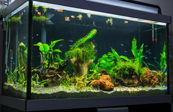 Aquarium modern dan canggih dengan pengaturan suhu yang terkontrol